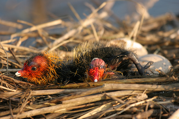 Lyska černá (Fulica atra)