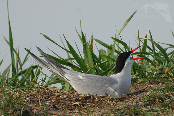 Rybák obecný (Sterna hirundo)