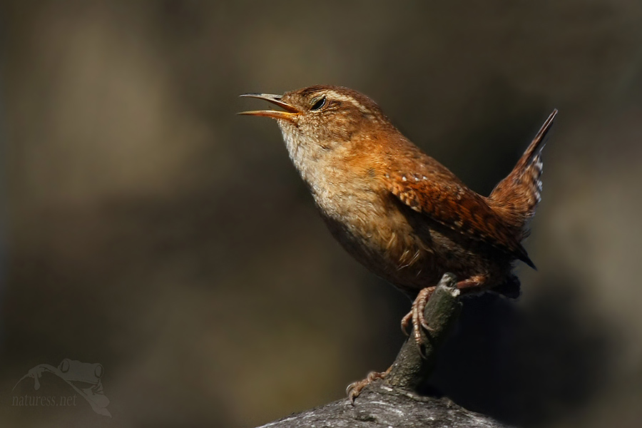 Stř&iacute;zl&iacute;k obecn&yacute; (Troglodytes troglodytes)