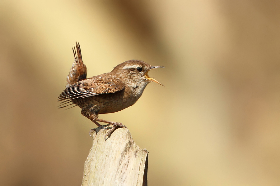 Stř&iacute;zl&iacute;k obecn&yacute; (Troglodytes troglodytes)