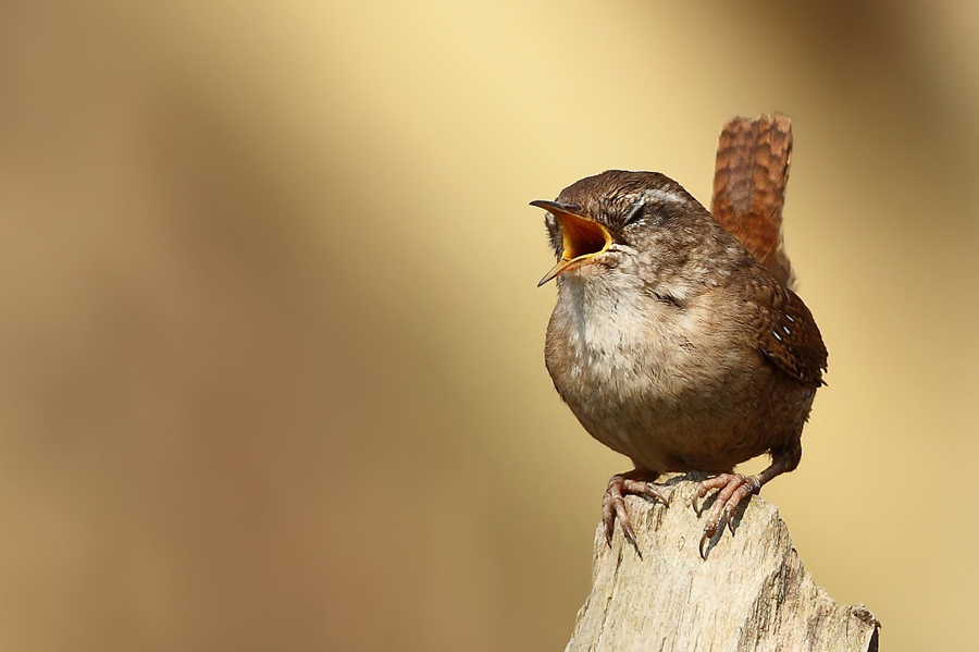 Stř&iacute;zl&iacute;k obecn&yacute; (Troglodytes troglodytes)
