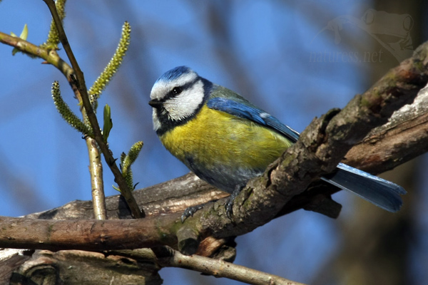 S&yacute;kora modřinka (Parus caeruleus)