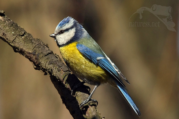 S&yacute;kora modřinka (Parus caeruleus)