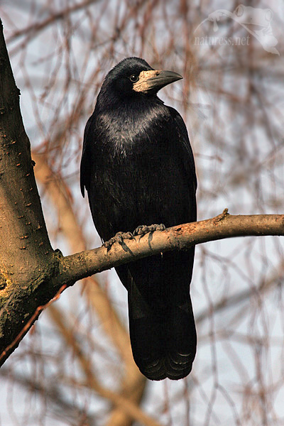Havran poln&iacute; (Corvus frugilegus)