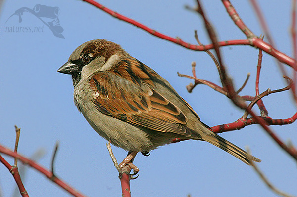 Vrabec pokřovn&iacute; (Passer hispaniolensis)