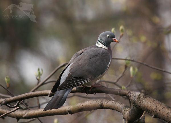 Holub hřivn&aacute;č (Columba palumbus)