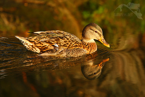 Kachna divok&aacute; (Anas platyrhynchos)