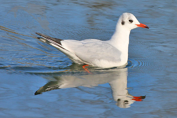 Racek chechtav&yacute; (Larus ridibundus)