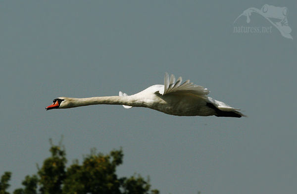 Labuť velk&aacute; (Cygnus olor)