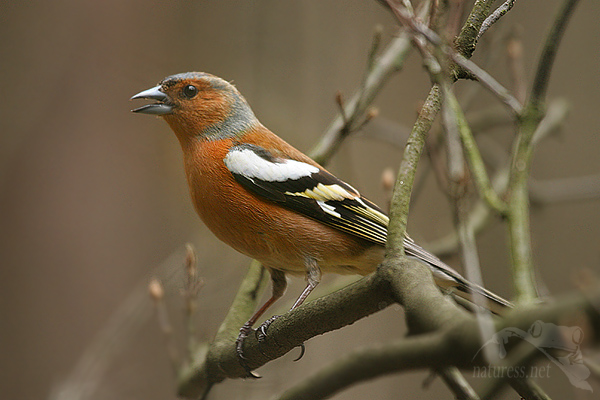Pěnkava obecn&aacute; (Fringilla coelebs)