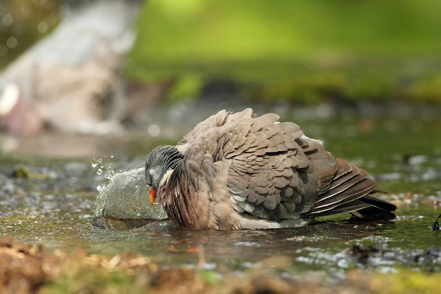 Holub hřivn&aacute;č (Columba palumbus)