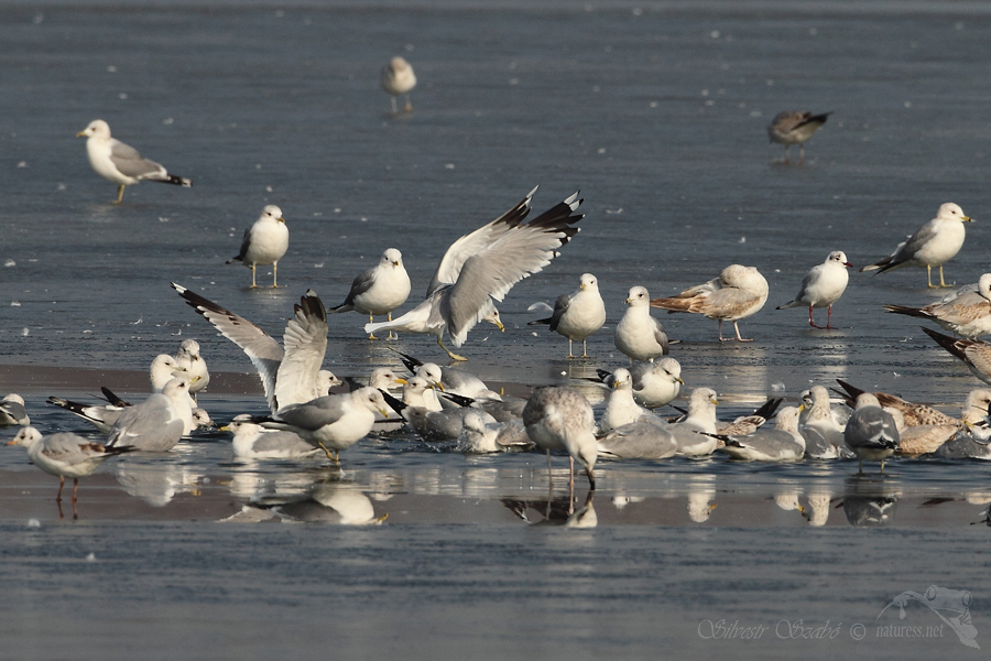 Racek bouřn&iacute; (Larus canus),Racek stř&iacute;břit&yacute; (Larus argentatus)