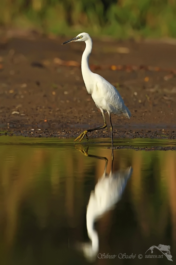 Volavka stříbřitá (Egretta garzetta) 