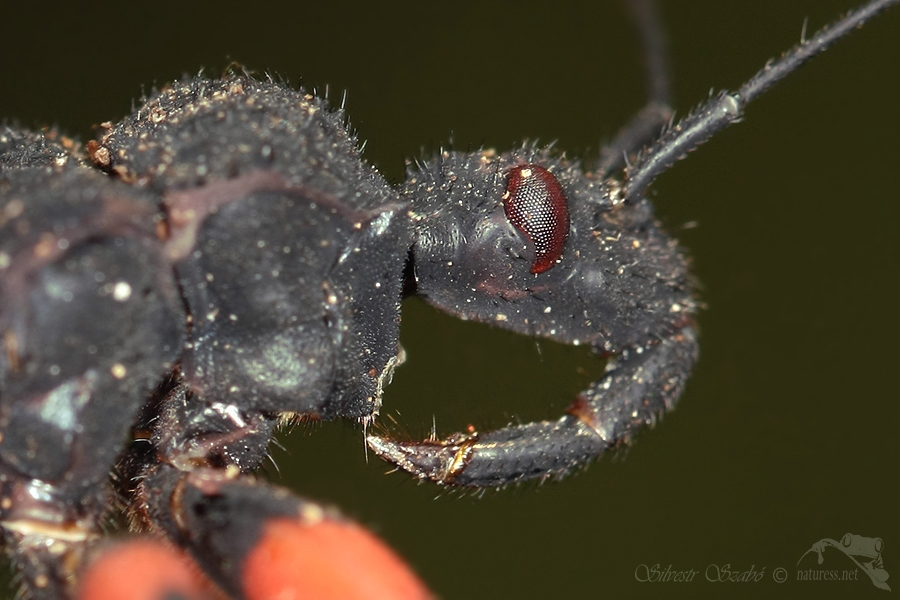 Z&aacute;keřnice (Platymeris biguttata)