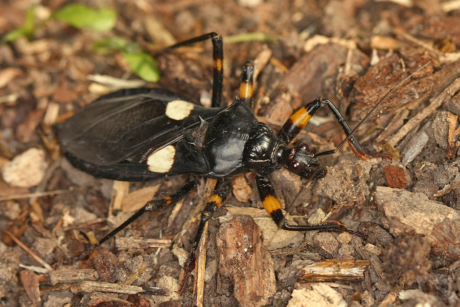 Z&aacute;keřnice (Platymeris biguttata)
